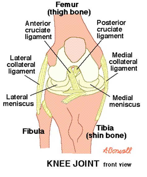 Definition of MCL (medial collateral ligament) of the knee