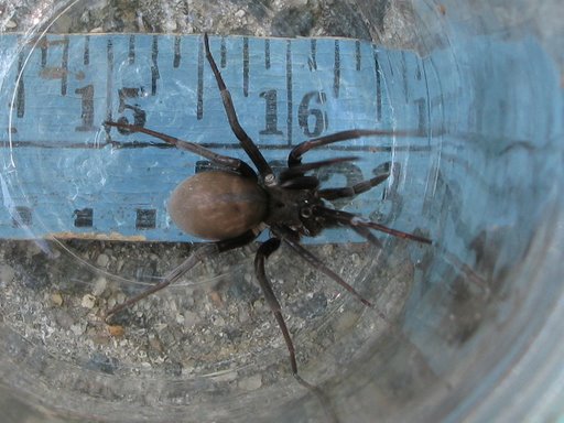 Found in a shed in Savannah, GA - Kukulcania hibernalis ...