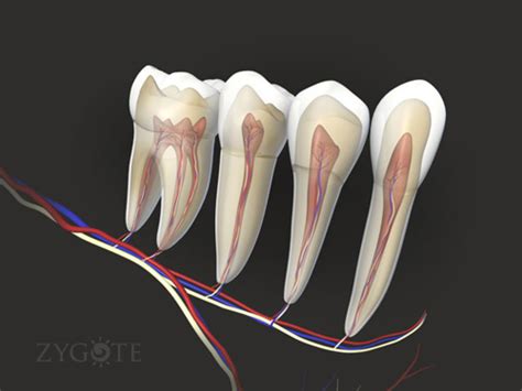 Teeth with Mouth, Nerves and Gums 3D Models