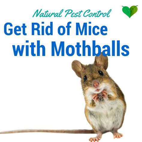 Moth Ball Technique: Remove Mice From Your Home