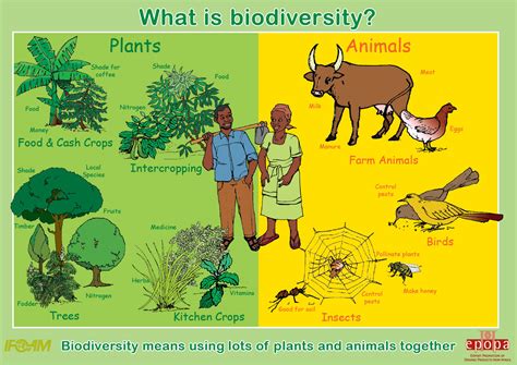 What on Earth is BIODIVERSITY? - Sustainable Education ...