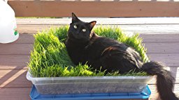 Amazon.com : Marley's Cat Grass with Bag - 1.25 lb : Pet ...