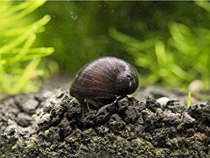 Amazon.com : DELUXE Nerite Snail COMBO PACK (Neritina ...