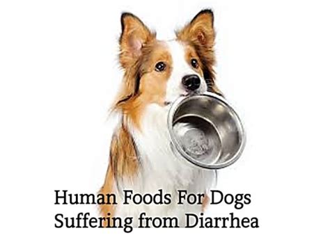 10 Human Foods Good for Dogs With Diarrhea or Upset ...