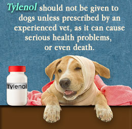 Is Tylenol Safe for Dogs?