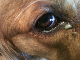 Dog eye boogers, green, excessive, how to get rid of