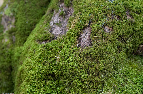 GROW YOUR OWN MOSS FOR GRAFFITI AND MORE! – The Home That ...
