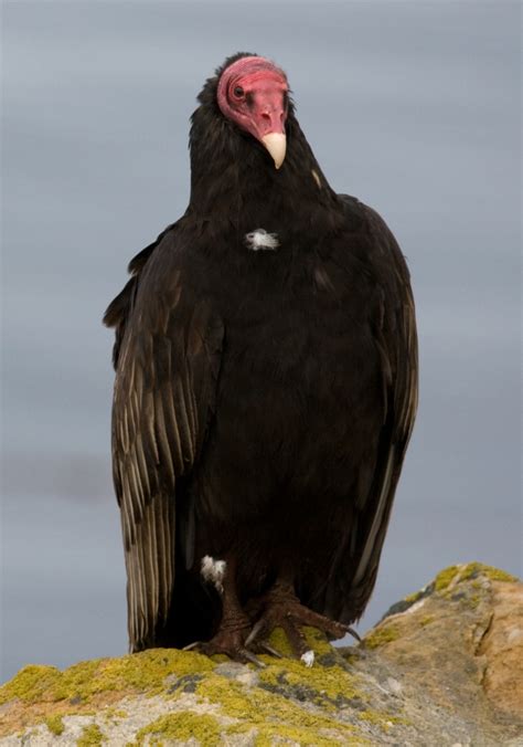 New World vulture - Wikipedia