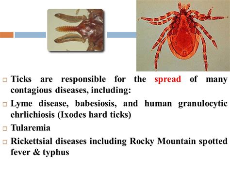 Insect and invertebrate bites - ppt video online download