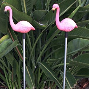 Amazon.com : Set of 2 Mini Solar Pink Flamingo Garden ...