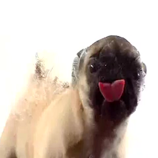 Amazon.com: Pug Puppy LIVE WALLPAPER: Appstore for Android