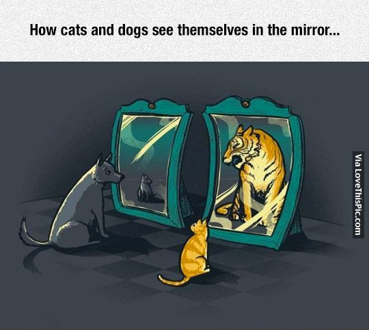 How Cats And Dogs See Themselves In The Mirror Pictures ...
