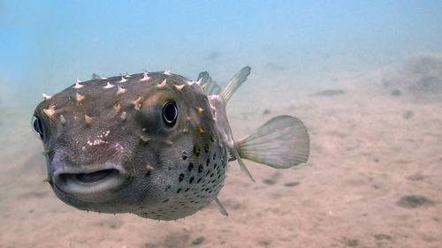 #924 Pufferfish is an amazing little fish because... - 1K ...