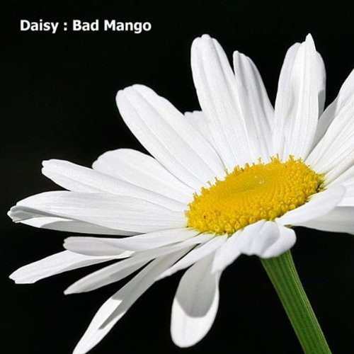 Amazon.com: Daisy: Bad Mango: MP3 Downloads