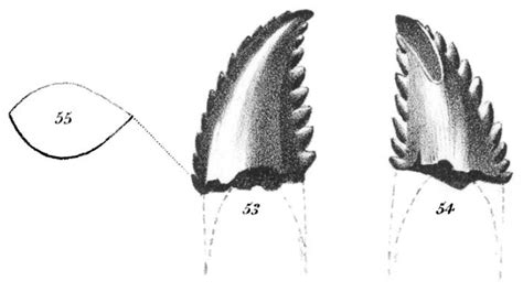 Troodon - Wikipedia