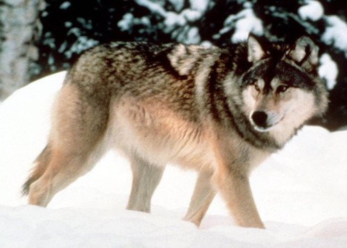 Black vs. gray: What does wolf fur color have to do with ...