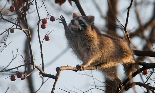 Can raccoons eat fruit in the wild? - Quora