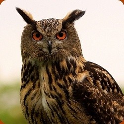 What are some cool facts about crows and owls? - Quora