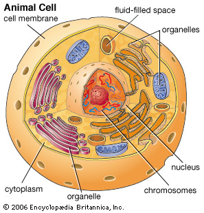 cell: animal cell -- Kids Encyclopedia | Children's ...