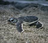 Edge Of The Plank: Cute Animals: Baby Sea Turtles