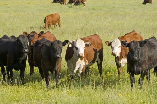 Beef Cattle Farming for Beginners | Countryside Magazine