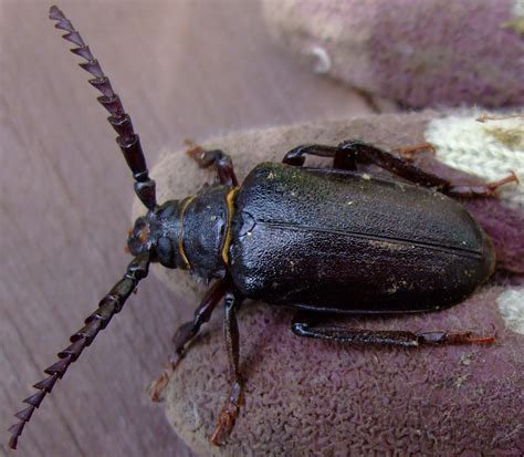 NaturePlus: Ground Beetle but can fly?