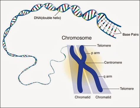 #127 Chromosomes, DNA, genes and alleles | Biology Notes ...