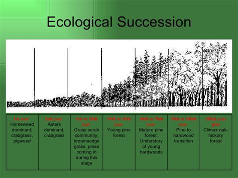 Ecological succession