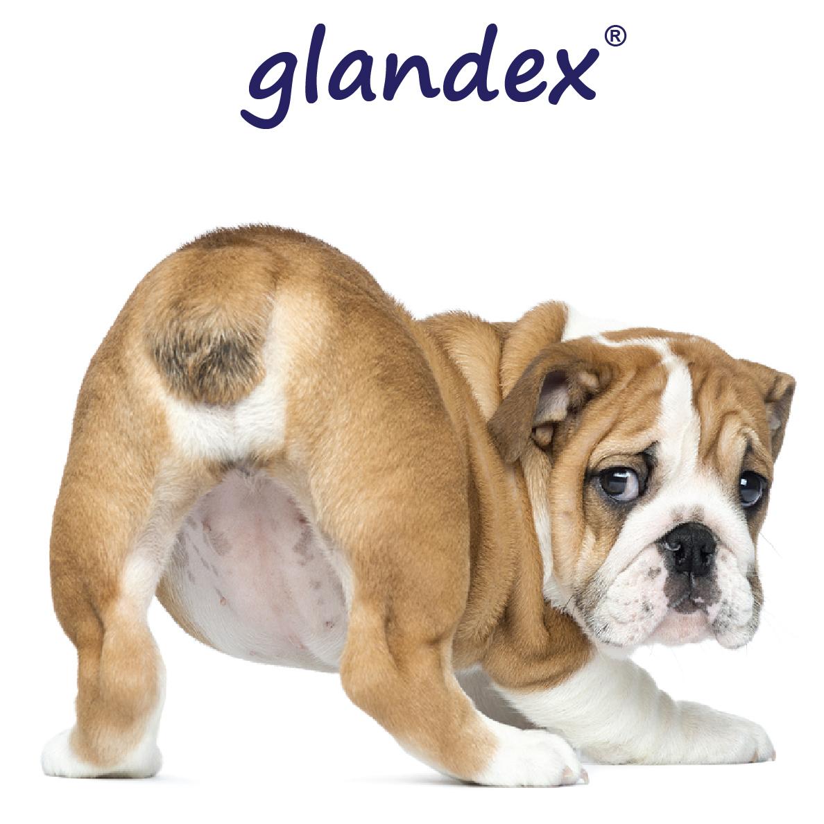 Amazon.com : Glandex Powder 4 oz, Anal Gland Fiber ...