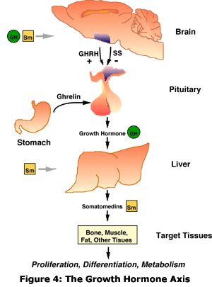 Growth hormone- secreted by acidophils, stim by GHRH ...