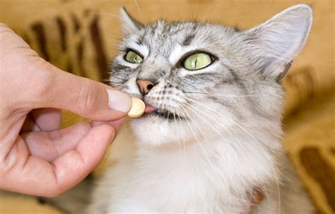 Do Cats Need Regular Worming | Cute Cats