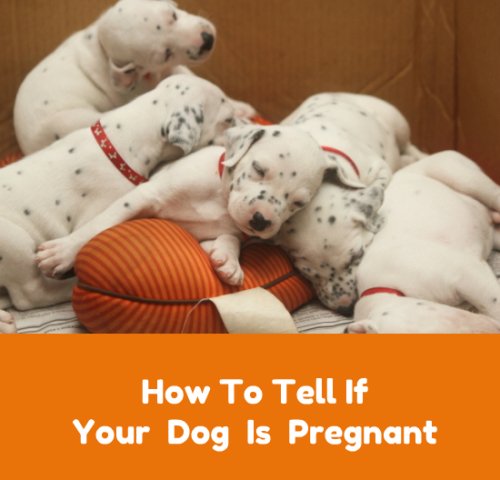 How To Tell If Your Dog Is Pregnant | Petslady.com