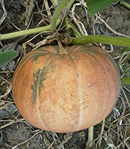 Amazon.com : Rare Seeds Pumpkin Vitaminnaya Organic ...