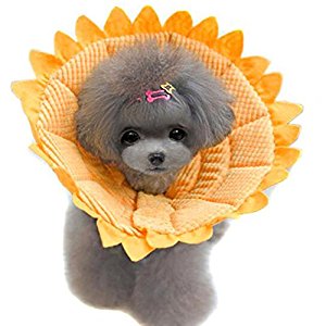 Amazon.com : Bolbove Sunflower Pet Soft & Stylish Cone ...