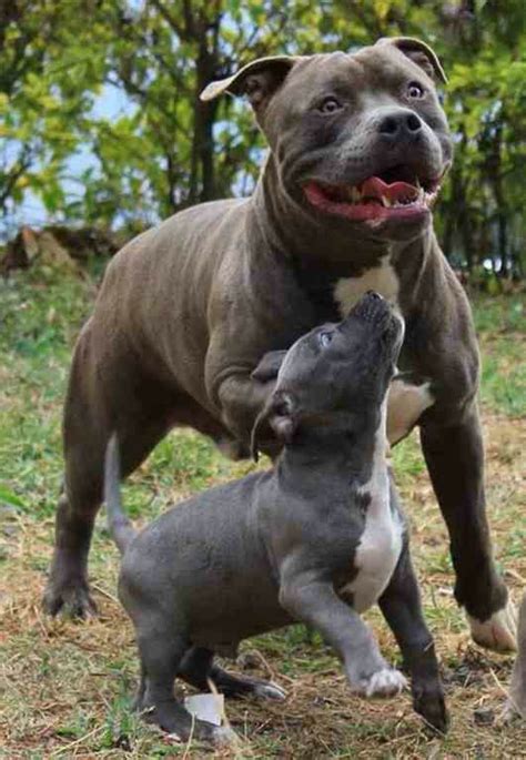 American Pitbull Dog Breed | Dog Breed List | Pinterest ...