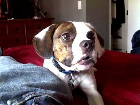 Funny Frengle (French bulldog/Beagle) vs The Claw! - YouTube