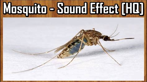 Mosquito - Sound Effect [HQ] - YouTube