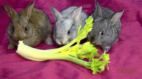 My Cute Pet Baby Bunnies Eating Lettuce - Funny Bunny ...