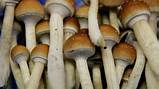 Magic Mushrooms (Psilocybin);