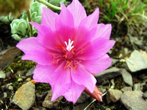 Montana State Flower | Auntie Dogma's Garden Spot