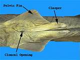 Pelvic (Surrounding the Cloacal Opening) Fins