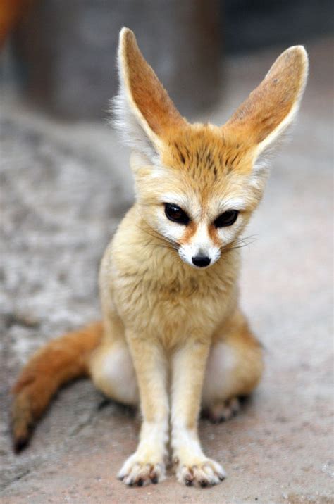 Petition · Allow Ownership of Fennec Foxes as a household ...