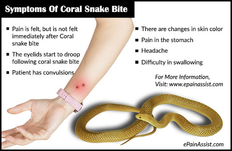 Snake Bite|Symptoms|First Aid|Treatment|Prognosis|Prevention