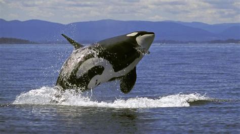How much does a killer whale weigh? | Reference.com
