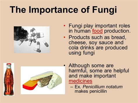 Fungus Chapter ppt video online download