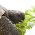 What Do Pet Turtles Eat? | eHow