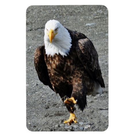 Bald Eagle Walking Left Foot MAGNET | Zazzle
