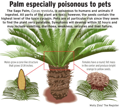 Ack Just Found Out That Sago Palms Are Poisonous To Dogs ...