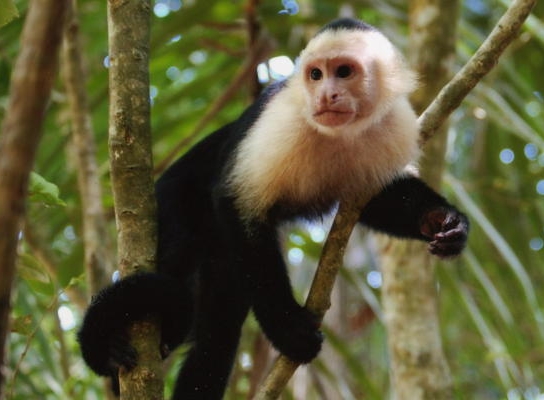 White Faced Capuchin