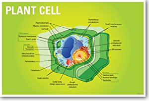 Amazon.com: Plant Cell Biology - NEW Classroom Biology ...